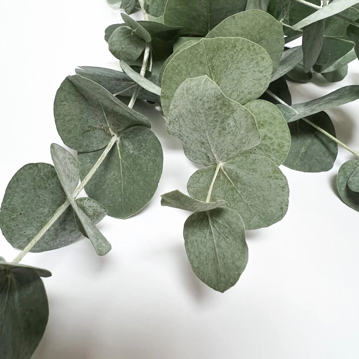 Eucalyptus essential oil — refreshing ingredient in Me Time natural soap, UAE