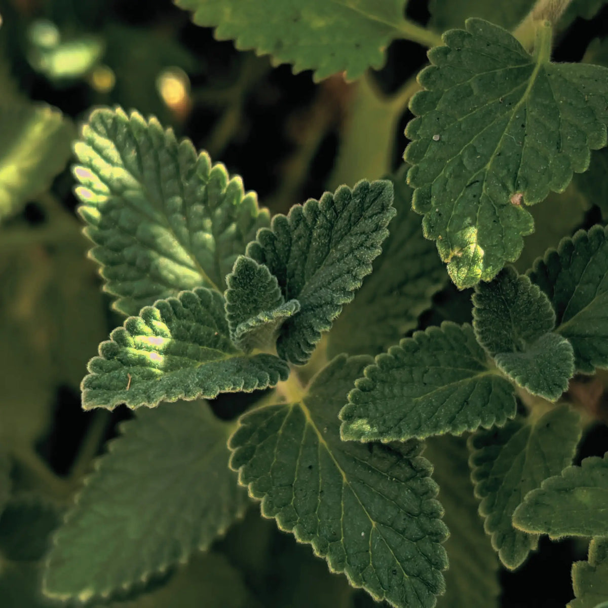 Peppermint leaf — fresh botanical ingredient in Me Time handcrafted soap, UAE