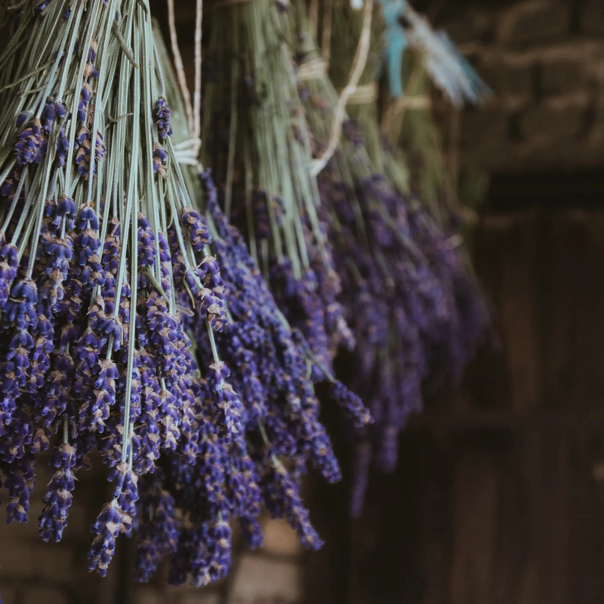 Dried lavender flowers, highlighting calming and aromatic qualities in the soap