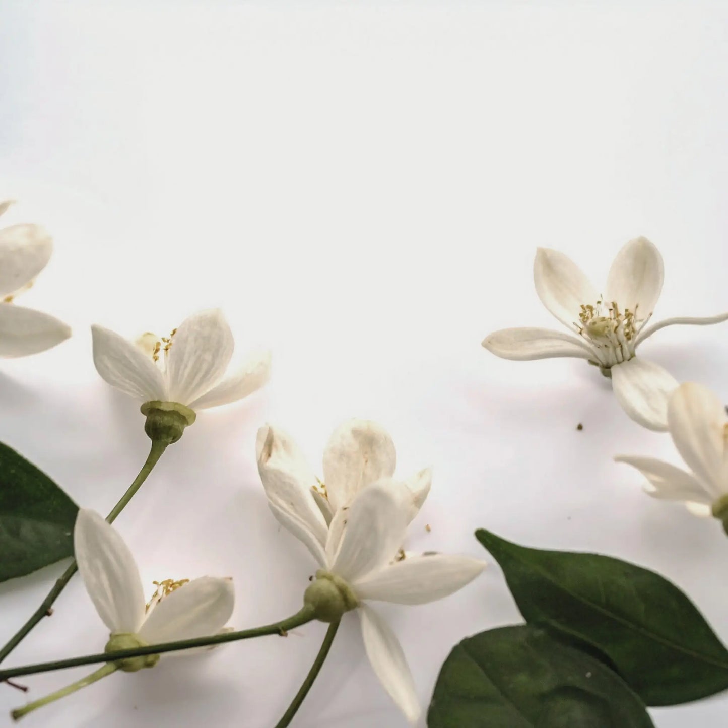 Orange blossom — floral ingredient in Me Time Moroccan Natural Soap, UAE