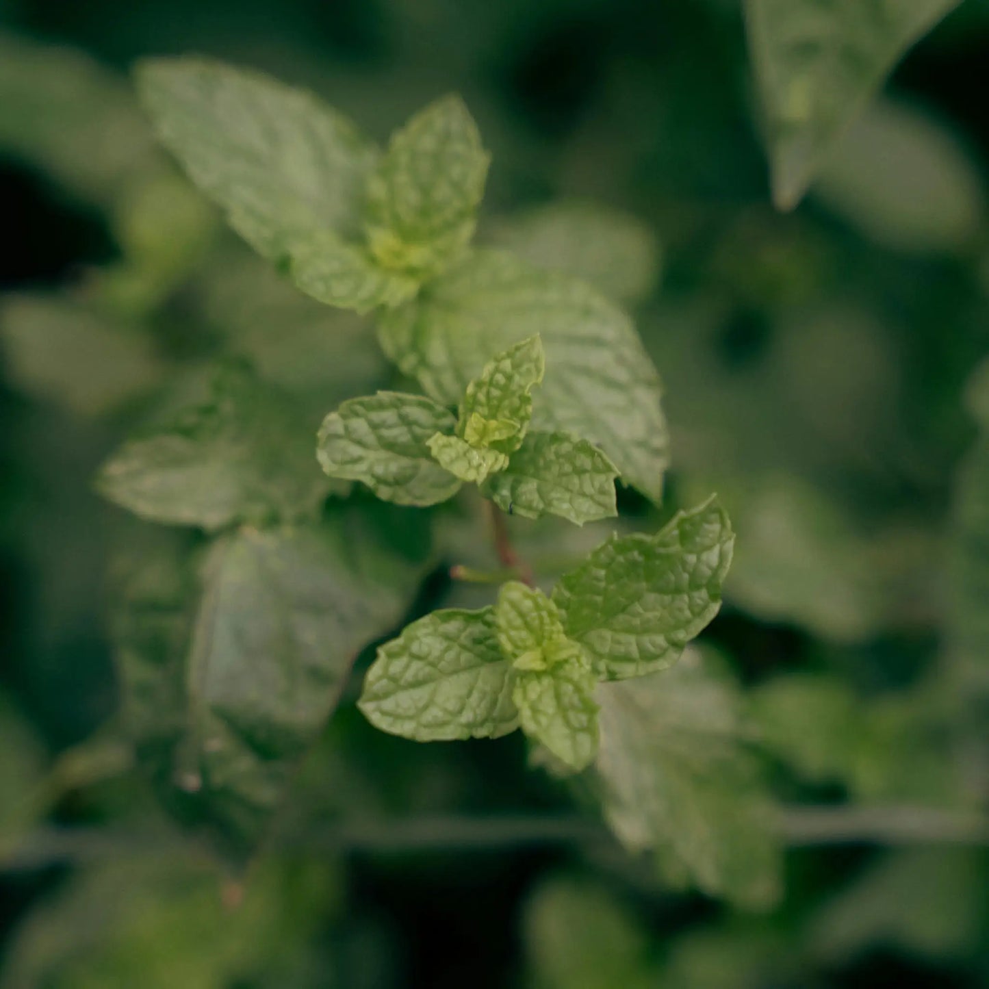 Eucalyptus Natural Soap