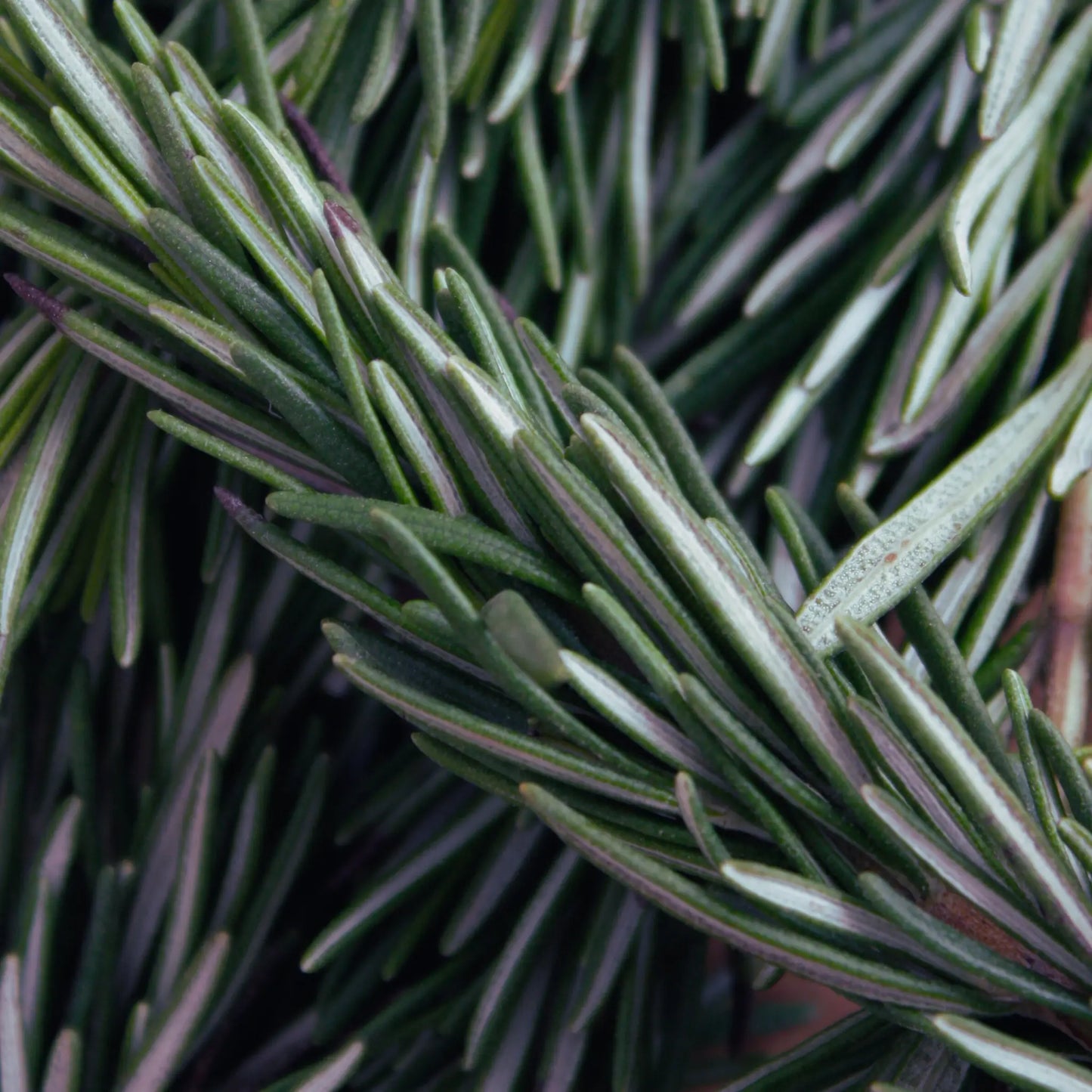 Close-up of green rosemary leaves