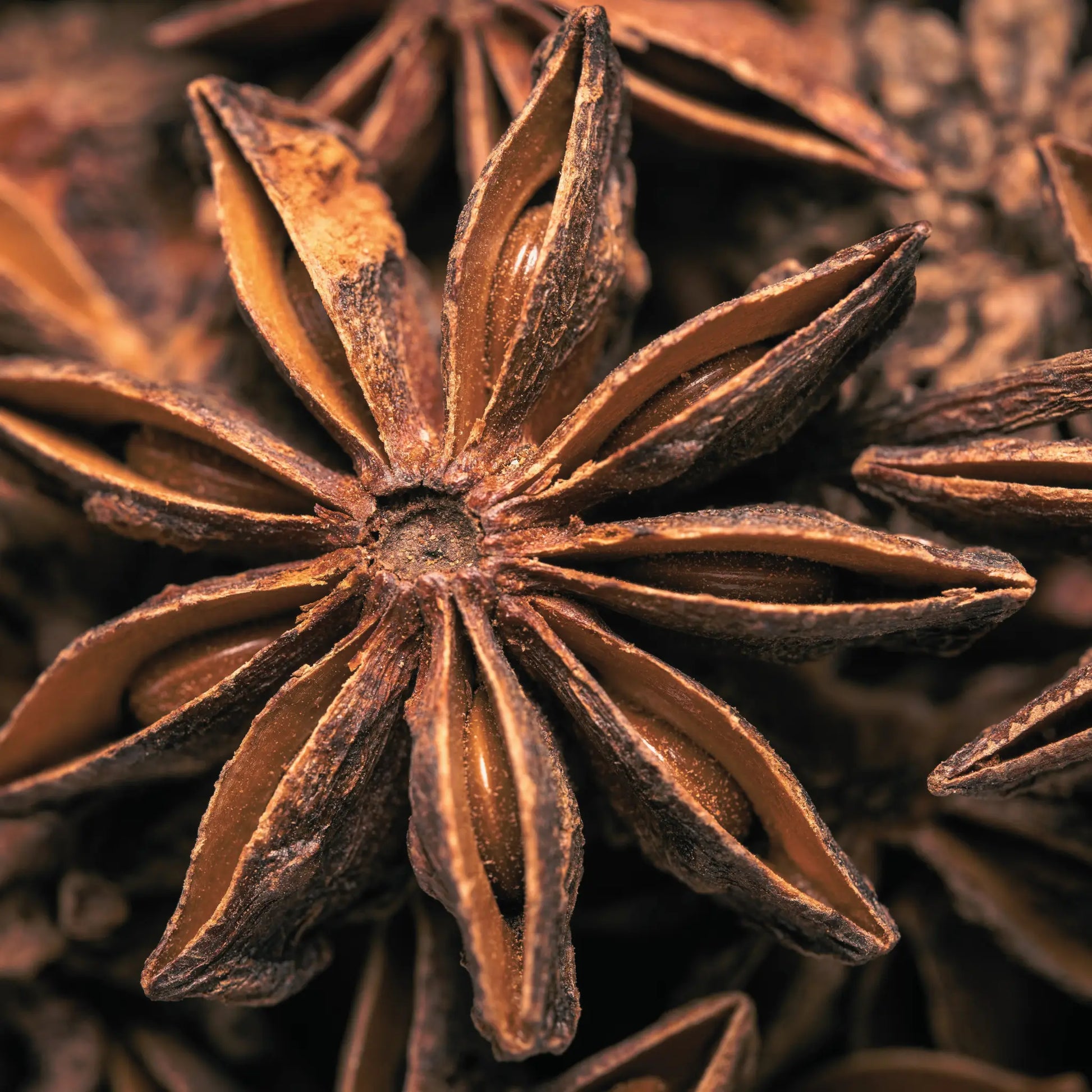 Close-up of star anise seeds with a blurred background