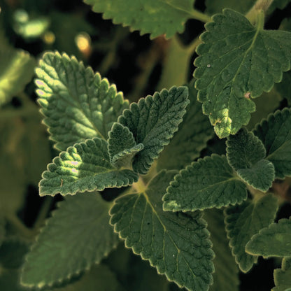 Morroccan Natural Soap