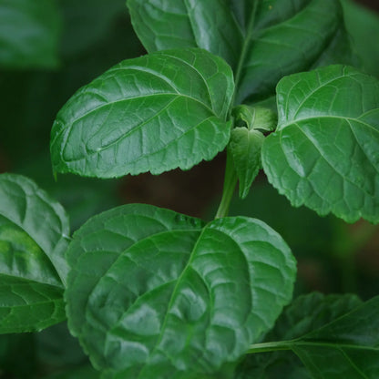 Turmeric Natural Soap
