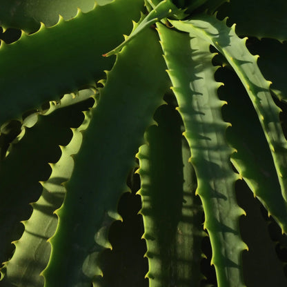 Whole vanilla pods, natural ingredient for warm, comforting fragrance in soap