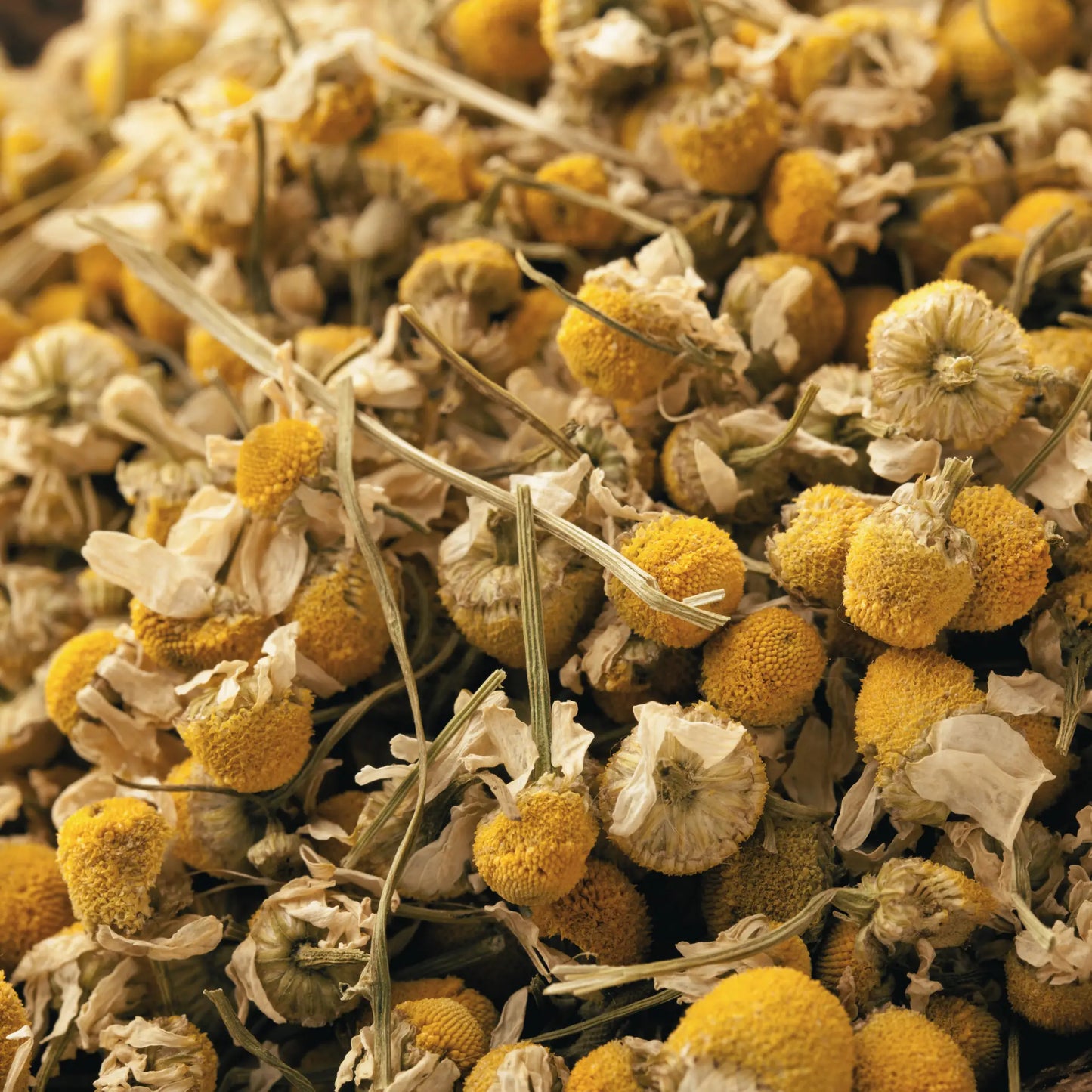 Fresh chamomile flowers, used in gentle soap infusion, soft yellow and white petals