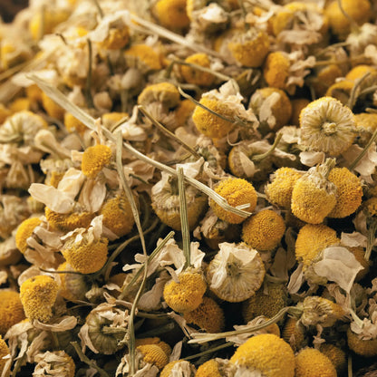 Fresh chamomile flowers, used in gentle soap infusion, soft yellow and white petals