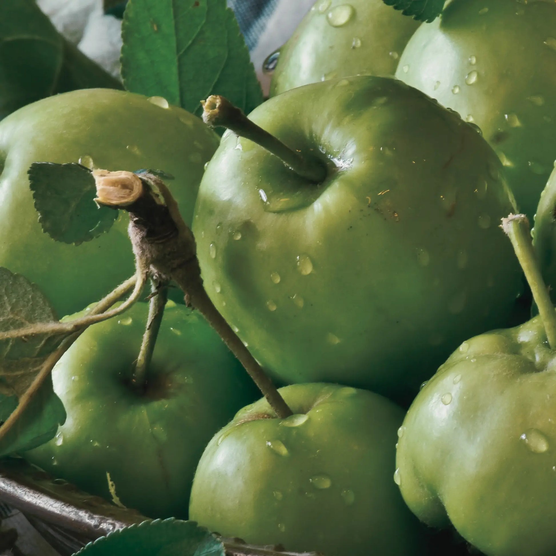 Close-up of green apples with water droplets on a leafy background