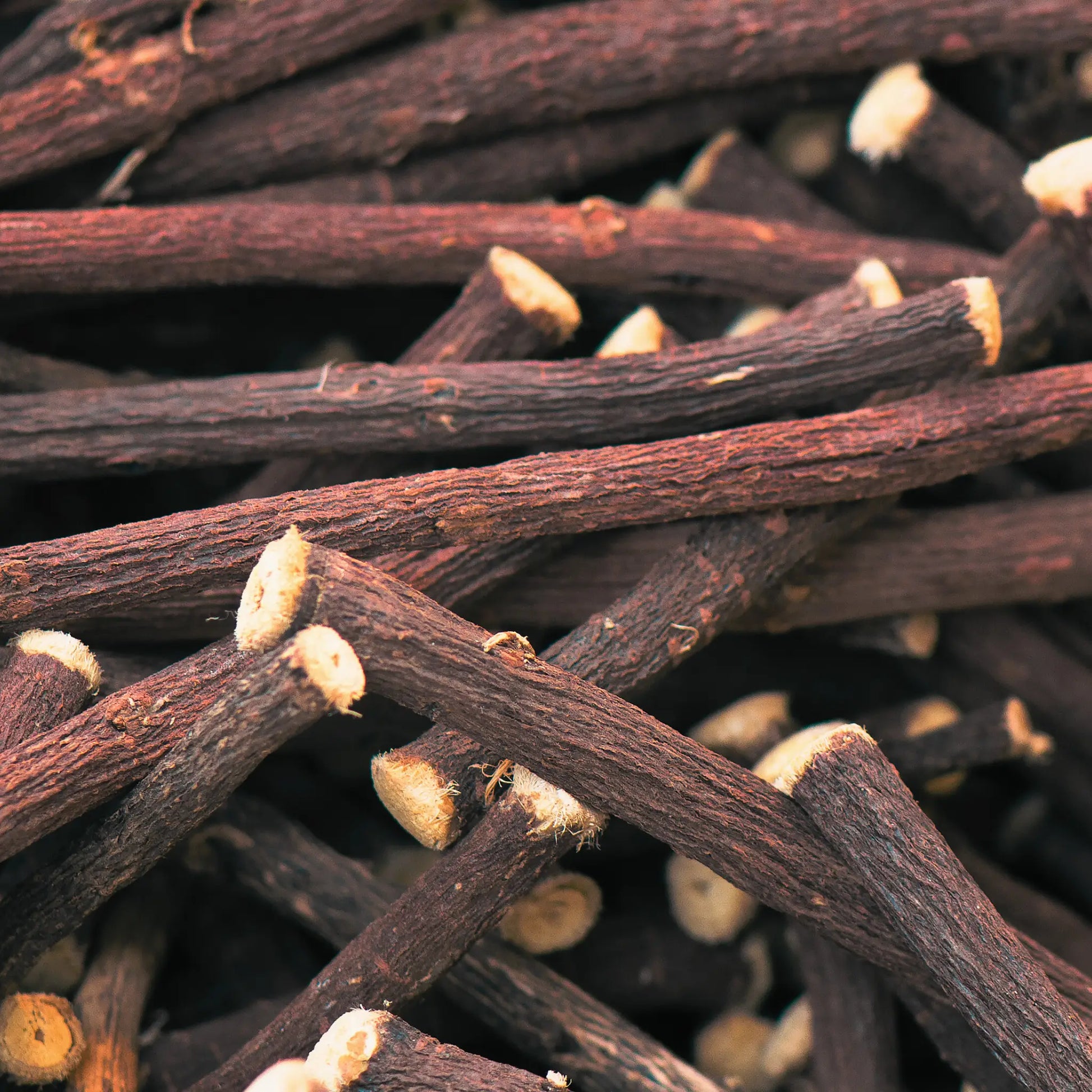 Close-up of licorice sticks with small beige buds on a black background