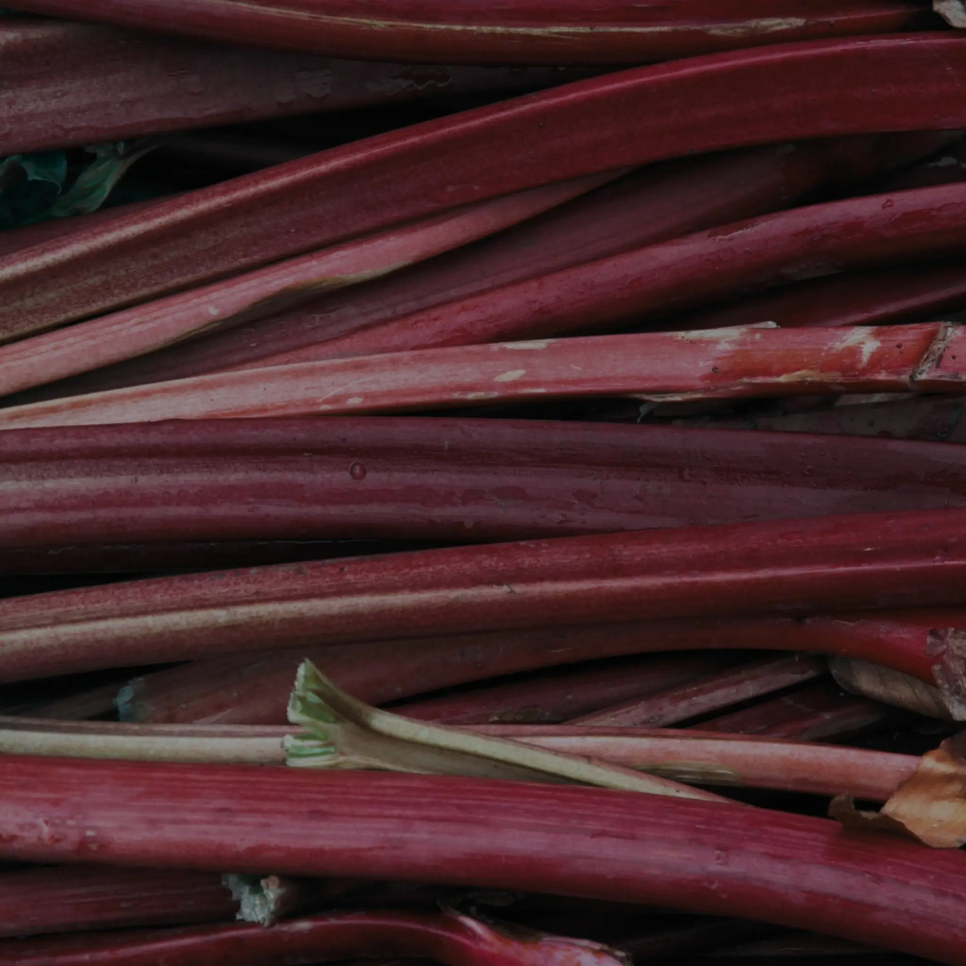 Close-up of red rhubarb stalks with a dark background
