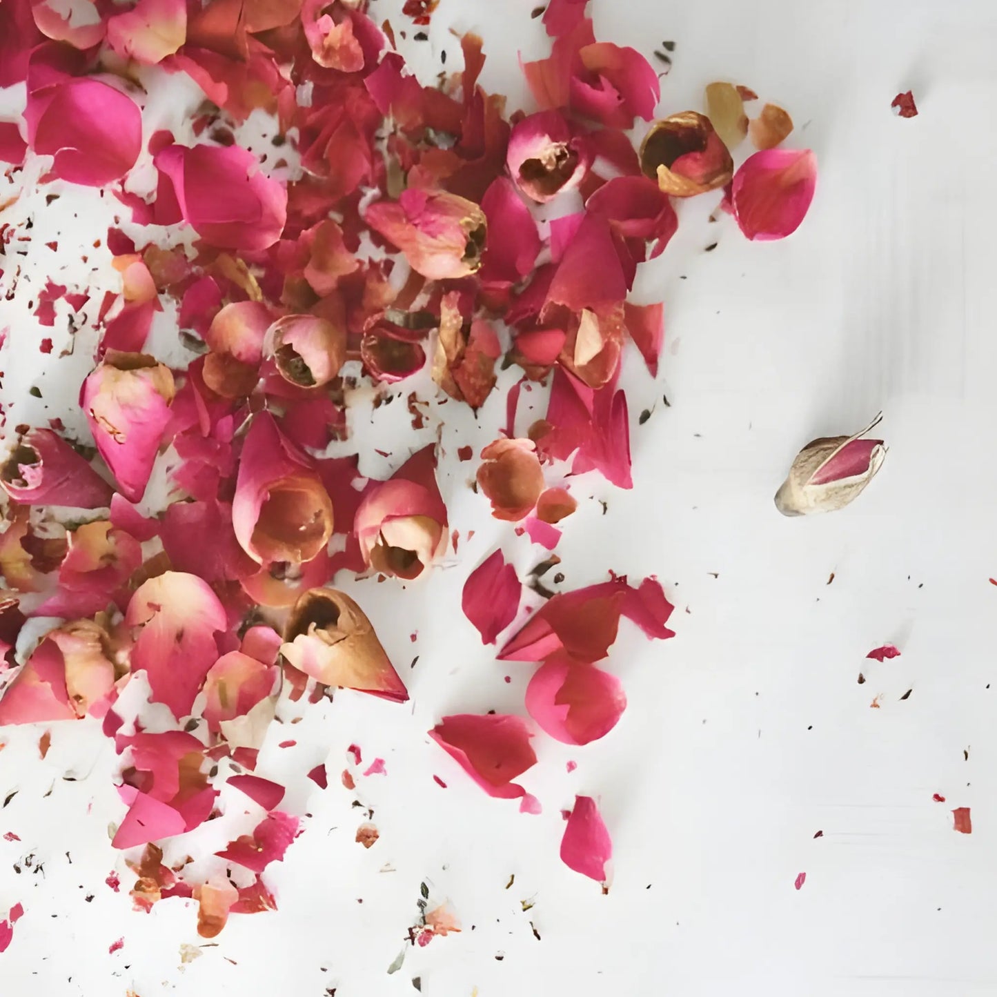 Pink flower petals and buds on a white background