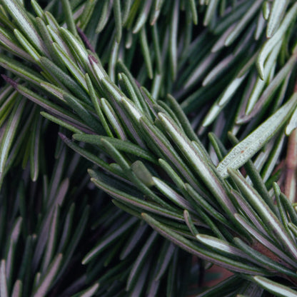 Black Seed Natural Soap